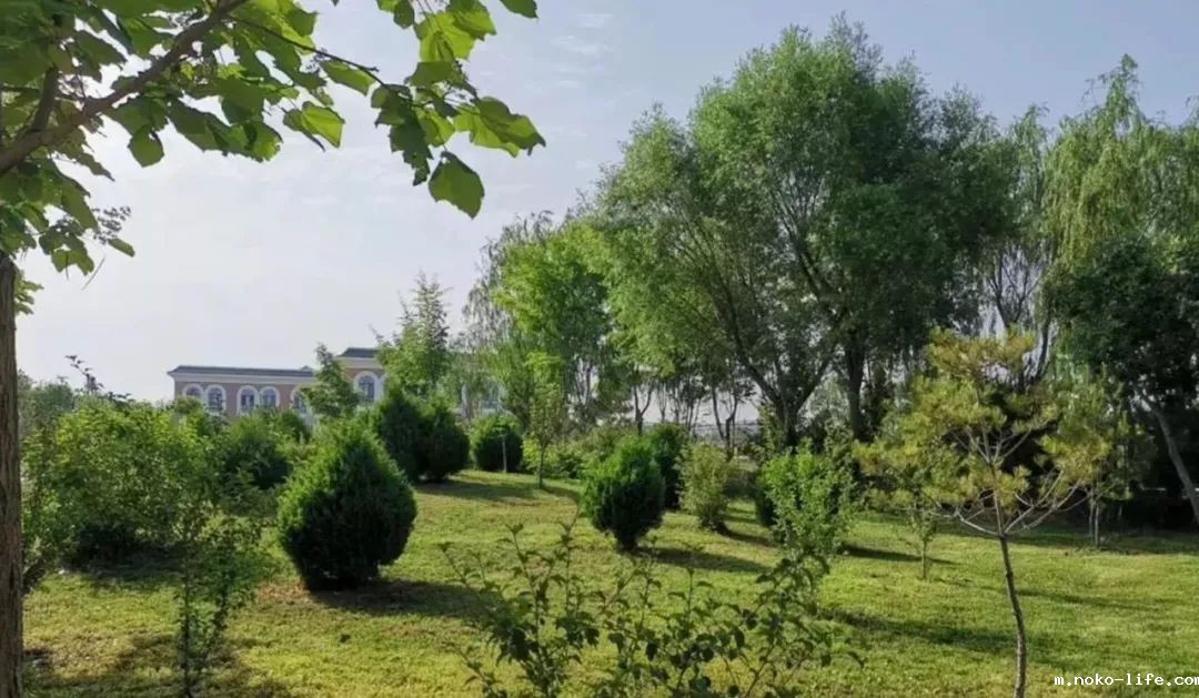2020，为什么选择宁语？(图3)